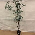 Open Box: Faux Potted Australian Bottleneck Tree (7')