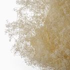 Dried Gypso Bunch