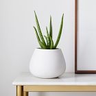 Live Aloe Vera Plant w/ Grow Pot