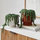 Faux Potted Donkey Tail Plant