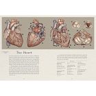 Anatomicum
