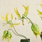 Faux Gloriosa Lily Bundle