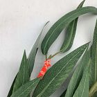 Open Box: Faux Long Leaf Eucalyptus Branch (54")