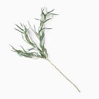 Open Box: Faux Long Leaf Eucalyptus Branch (54")
