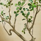 Faux Potted Manzanita Tree