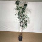 Open Box: Faux Potted Australian Bottleneck Tree (7')