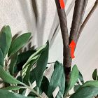 Open Box: Faux Black Olive Branch - Green