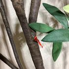 Open Box: Faux Black Olive Branch - Green