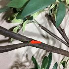 Open Box: Faux Black Olive Branch - Green