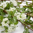 Faux White Blossom Bundle