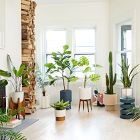 Faux Potted Cactus Plant