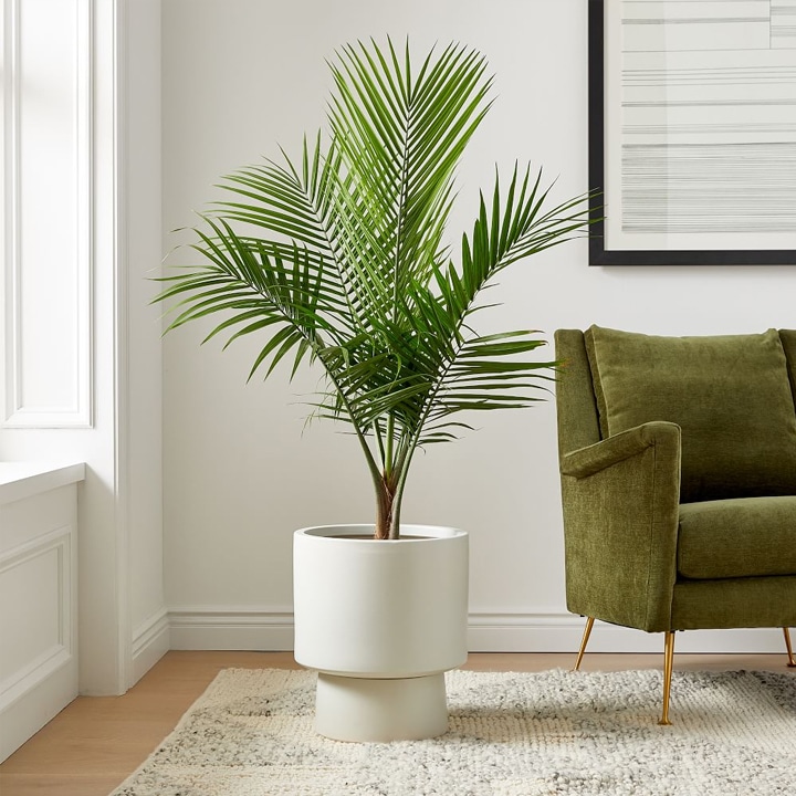 Large indoor palm plant in modern white planter