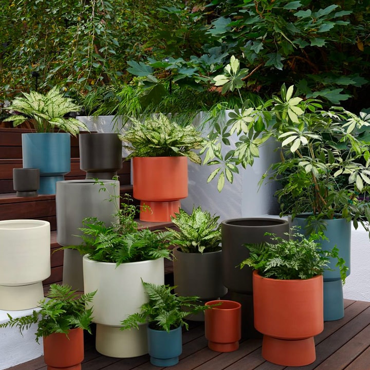 Group of outdoor potted plants.