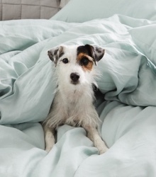 BEDDING 101