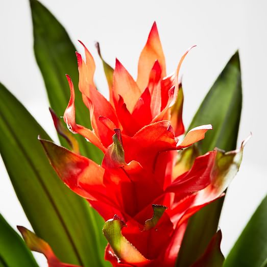 Faux Bromeliad Plant Stem