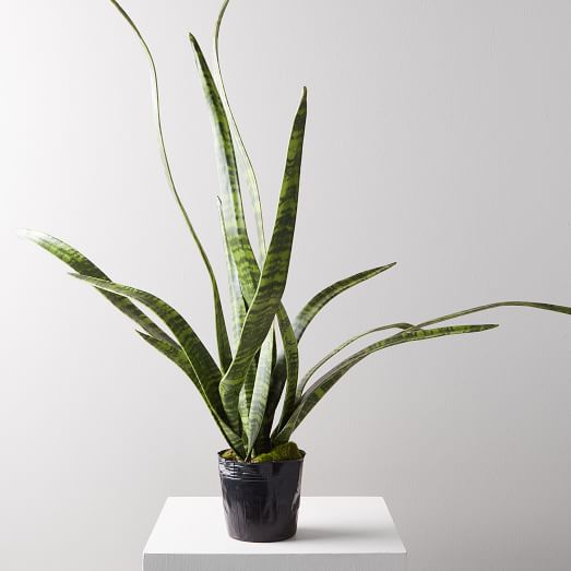 Faux Potted Trailing Leaf Plant West Elm
