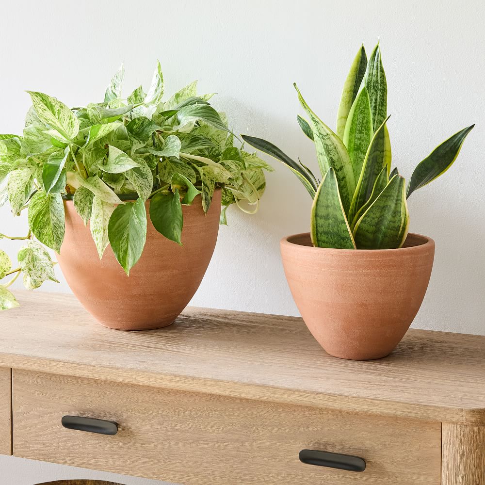 Barro Terracotta Planters | West Elm