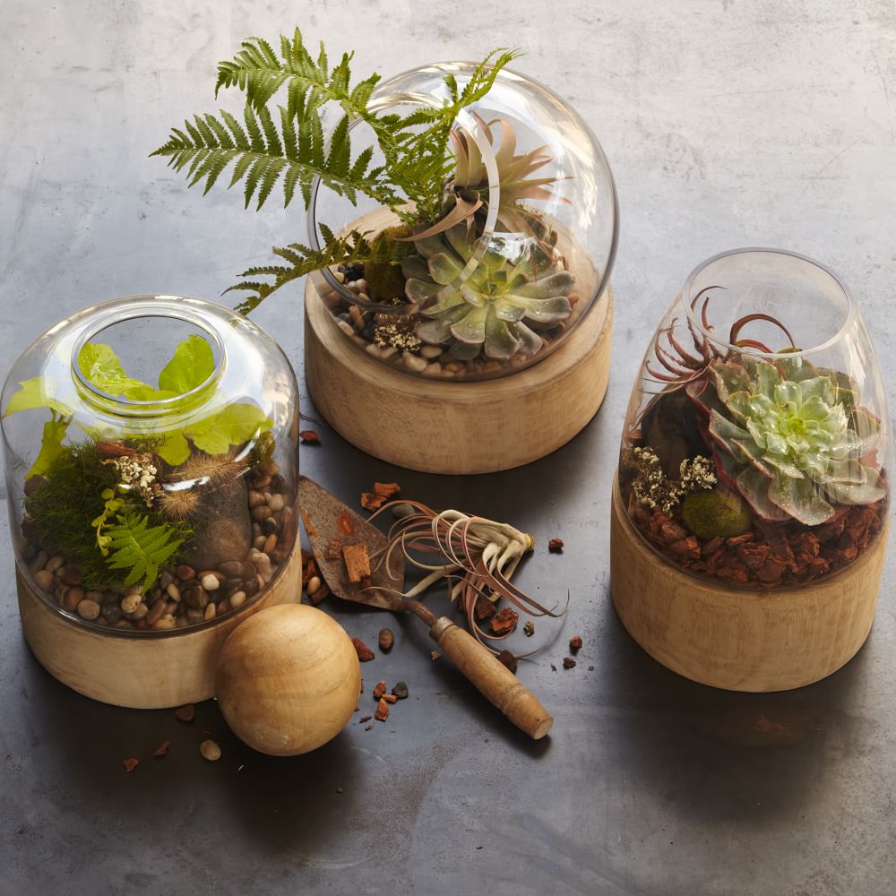 Glass Terrariums & Wood Base West Elm