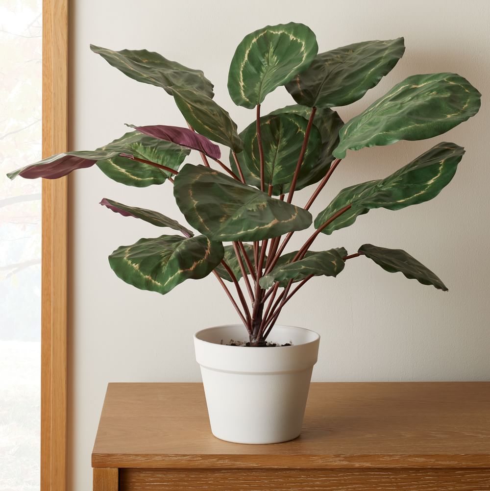 Faux Potted Calathea Medallion Plant | West Elm