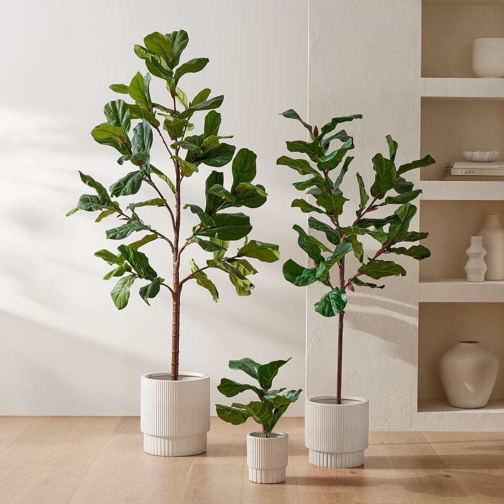 Faux Potted Fiddle Leaf Fig Plants West Elm