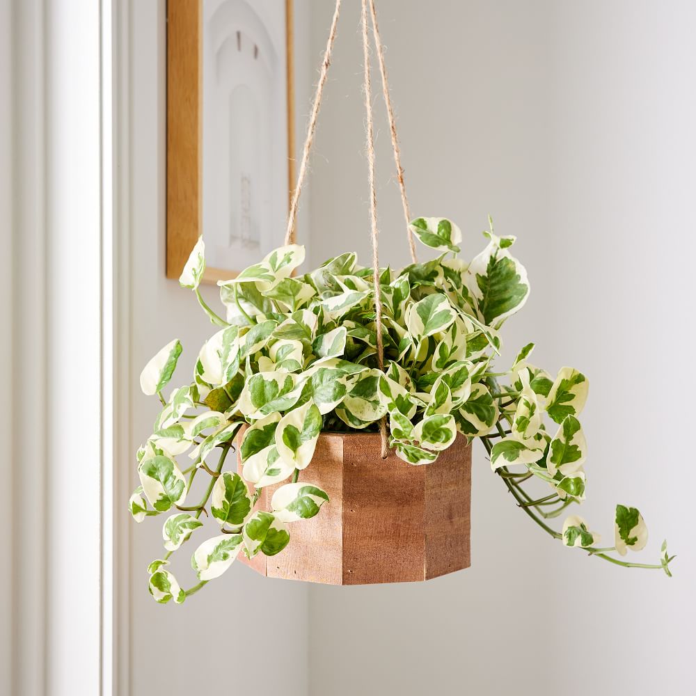 Live Mini Pothos Plant w/ Hanging Planter West Elm