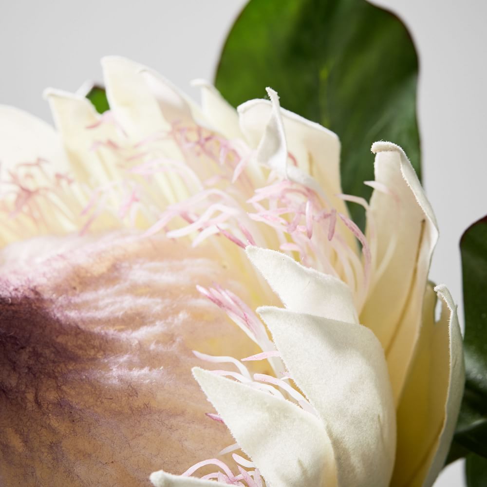 Faux White King Protea Stem West Elm