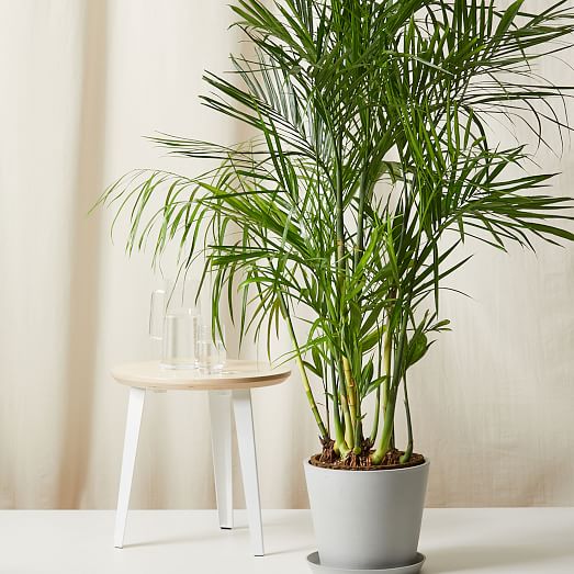 Bloomscape Live Bamboo Palm w/ Planter | West Elm