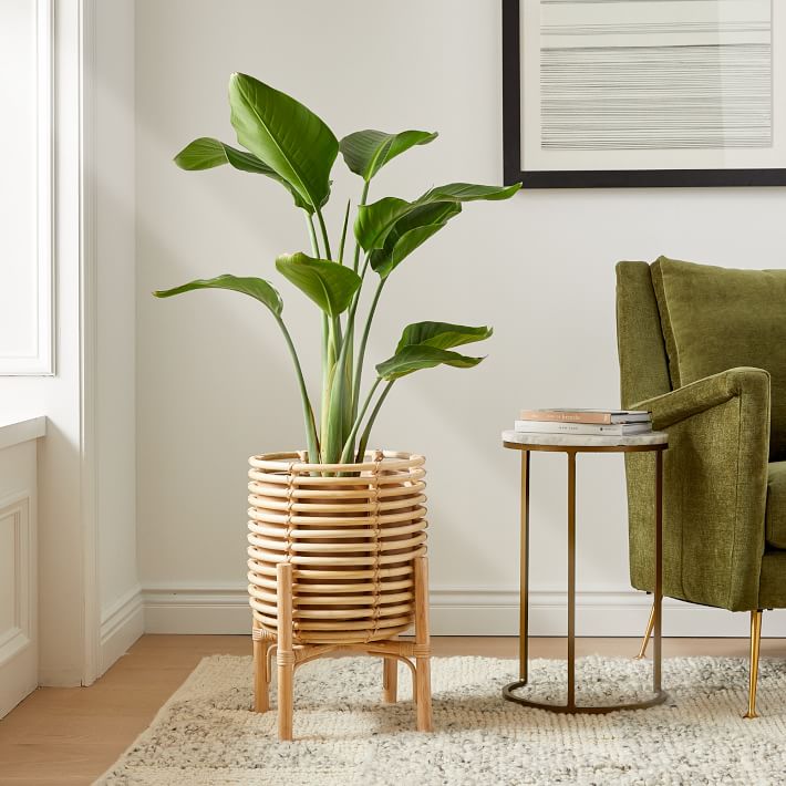 Live Bird Of Paradise Plant w/ Grow Pot West Elm