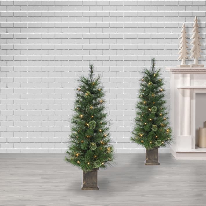 Potted Cashmere Pine Trees (Set of 2) | West Elm