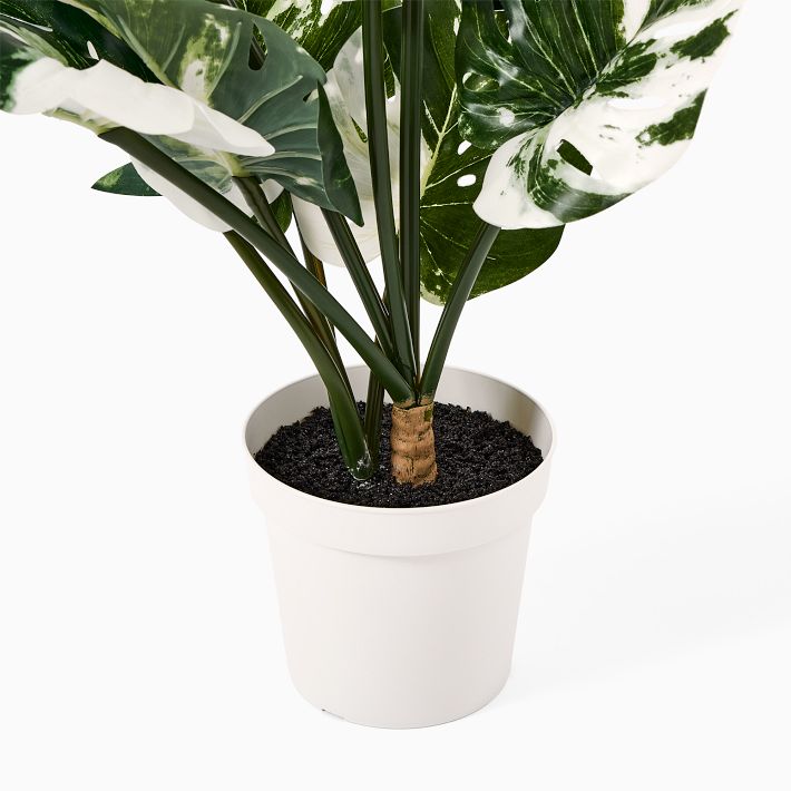 Faux Potted Variegated Monstera Plant West Elm