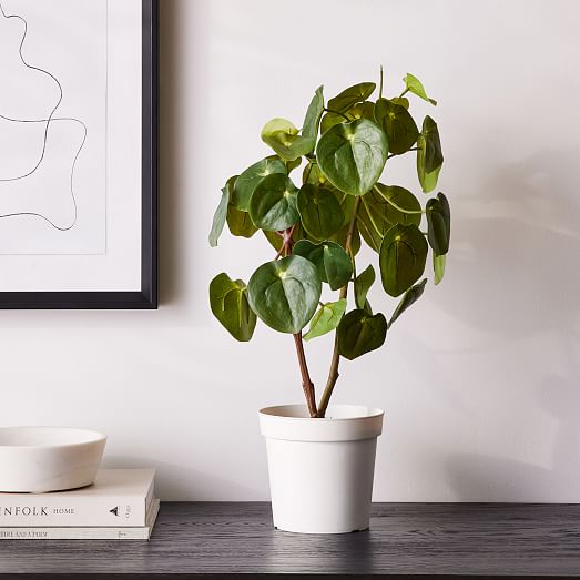 Faux Potted Pilea Peperomioides Plant | West Elm