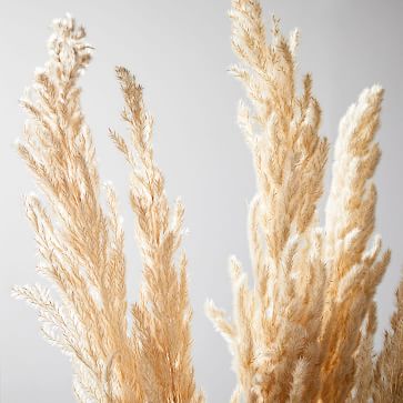 Dried Hardy Pampas Grass 