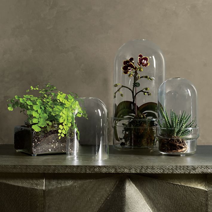 Glass Cloche Terrariums West Elm
