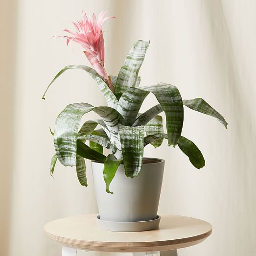 Bloomscape Live Pink Bromeliad Aechmea Plant w/ Planter | West Elm