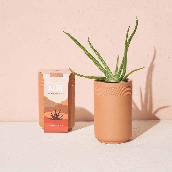 Modern Sprout Terracotta Assorted Grow Kit West Elm