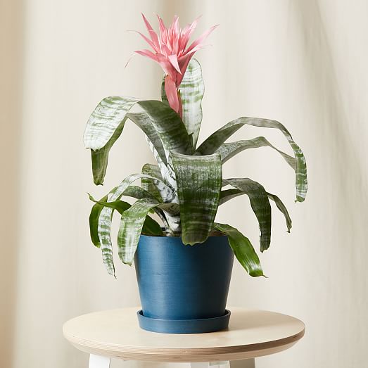 Bloomscape Live Pink Bromeliad Aechmea Plant w/ Planter | West Elm