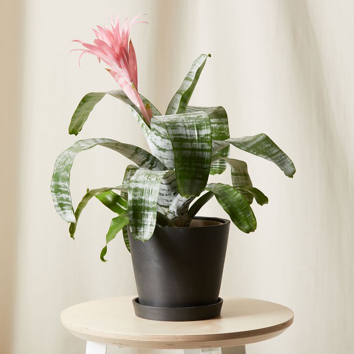 Bloomscape Live Pink Bromeliad Aechmea Plant w/ Planter | West Elm