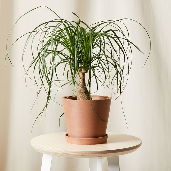 Bloomscape Live Ponytail Palm w/ Planter | West Elm