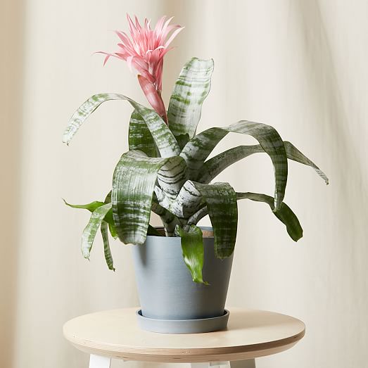 Bloomscape Live Pink Bromeliad Aechmea Plant w/ Planter | West Elm