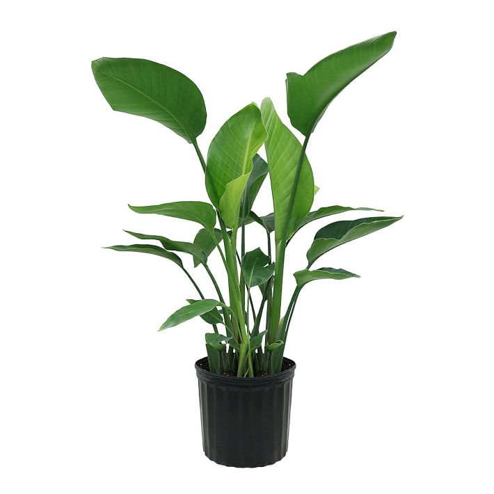 Live Bird Of Paradise Plant w/ Grow Pot | West Elm