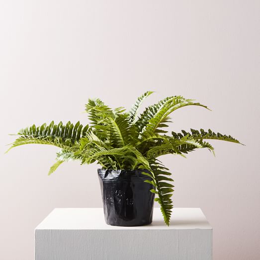 Best Fake Plants | west elm