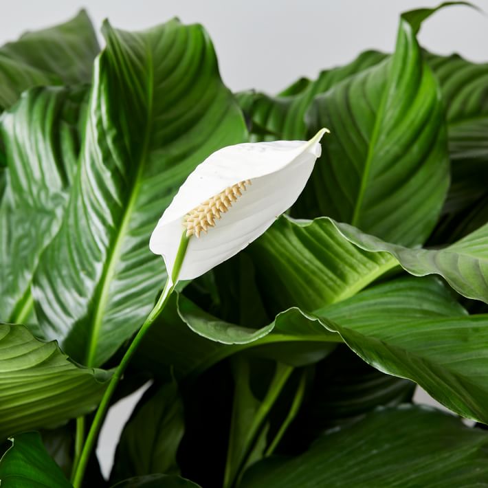 Live Peace Lily Plant 