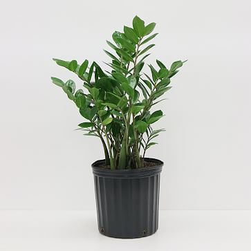 Live ZZ Plant w/ Grow Pot - 24