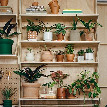 Plant Kween Terracotta Tabletop Planters | West Elm