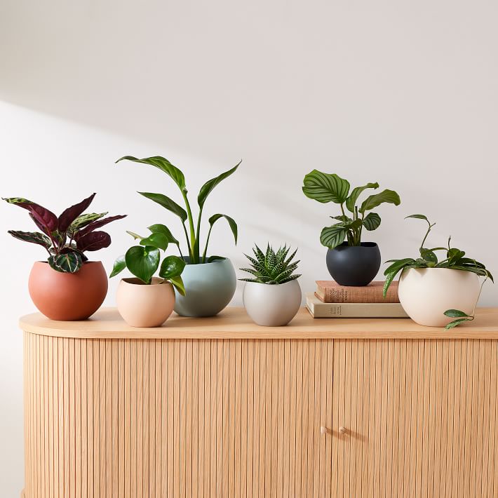 https://assets.weimgs.com/weimgs/rk/images/wcm/products/202336/0072/organic-ceramic-tabletop-planters-o.jpg