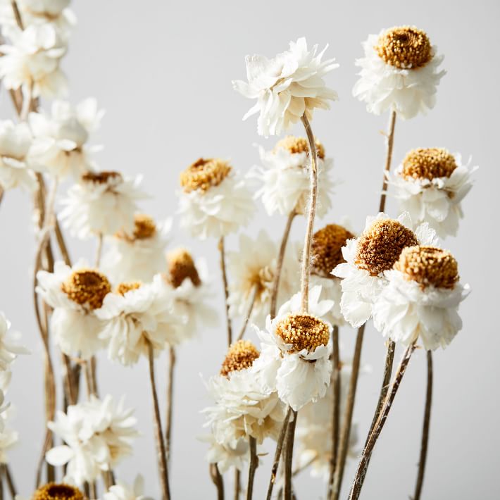 Dried White Winged Everlasting Flowers