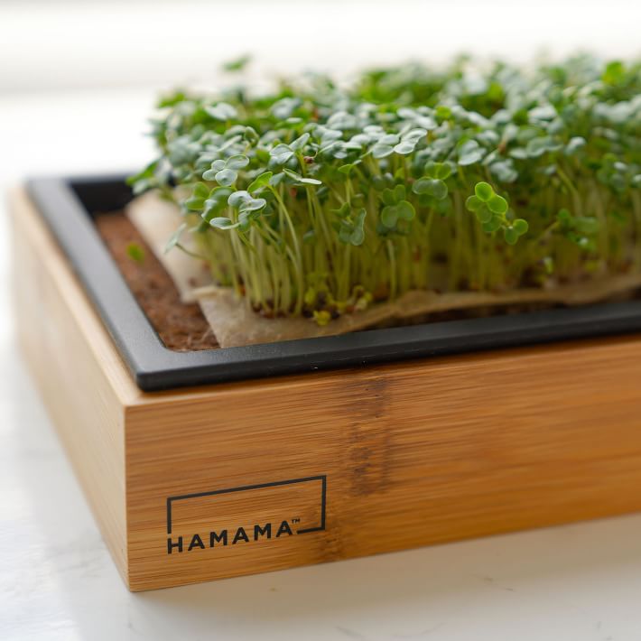 Hamama Microgreen Kit