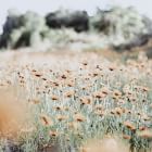 Autumn Fields I Framed Wall Art by Amy Humphries