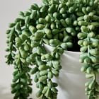 Faux Potted Donkey Tail Plant