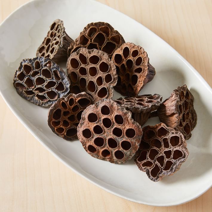 Dried Lotus Pods - Brown